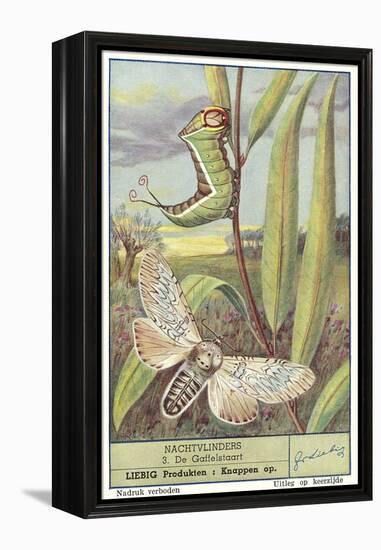 Moth and Caterpillar-null-Framed Stretched Canvas