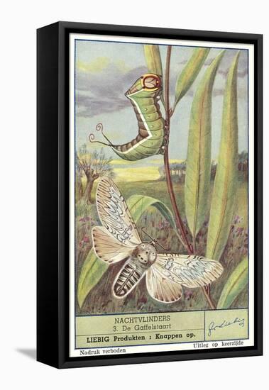 Moth and Caterpillar-null-Framed Stretched Canvas