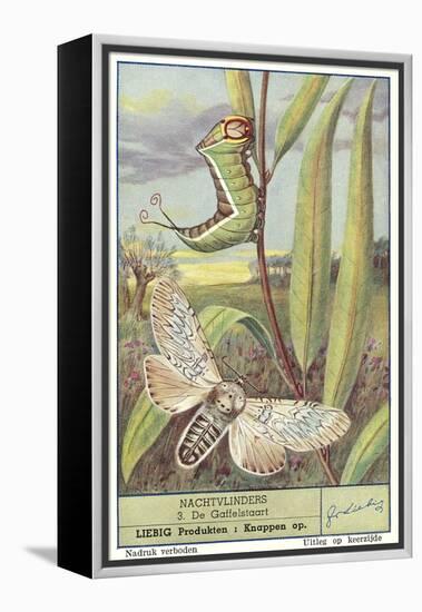 Moth and Caterpillar-null-Framed Stretched Canvas