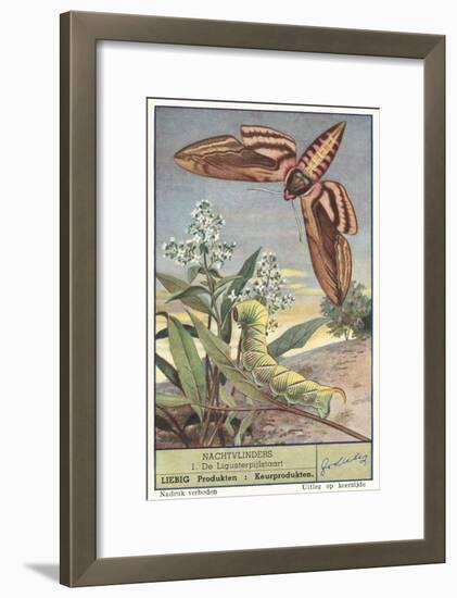Moth and Caterpillar-null-Framed Art Print