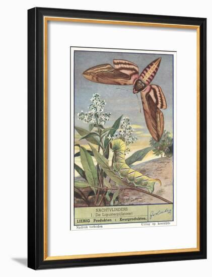 Moth and Caterpillar-null-Framed Art Print