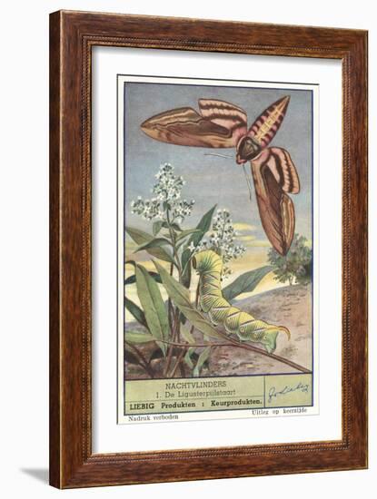 Moth and Caterpillar-null-Framed Art Print