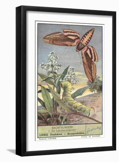 Moth and Caterpillar-null-Framed Art Print