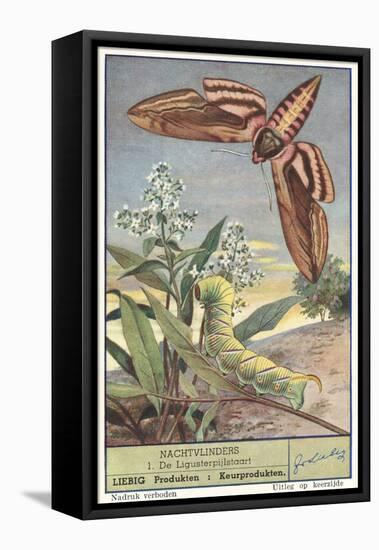 Moth and Caterpillar-null-Framed Stretched Canvas