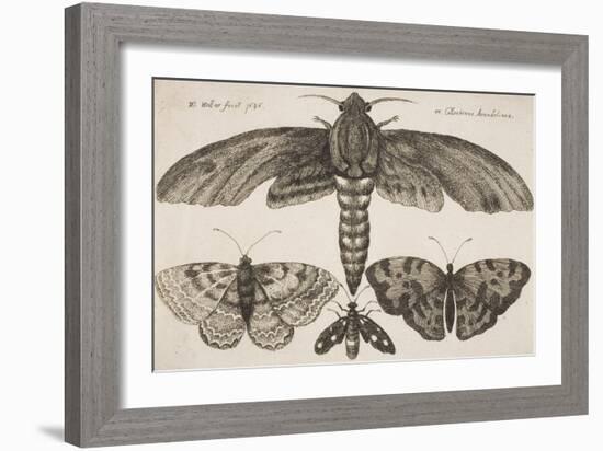 Moth and Three Butterflies-Wenceslaus Hollar-Framed Giclee Print