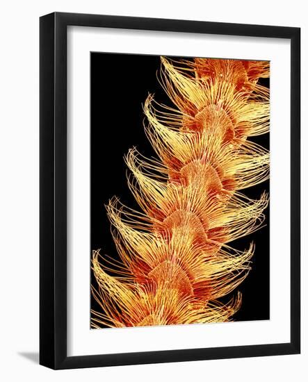 Moth Antenna, SEM-Susumu Nishinaga-Framed Photographic Print