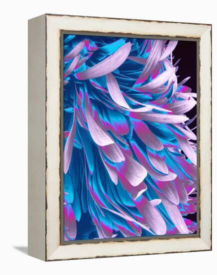 Moth Body Surface, SEM-Susumu Nishinaga-Framed Premier Image Canvas