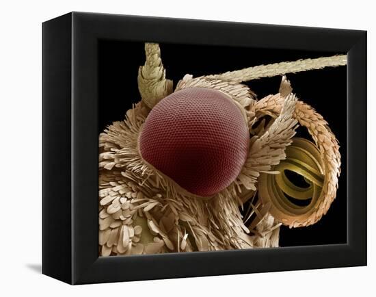 Moth Eye And Proboscis, SEM-Steve Gschmeissner-Framed Premier Image Canvas