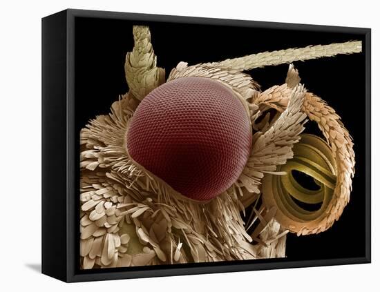 Moth Eye And Proboscis, SEM-Steve Gschmeissner-Framed Premier Image Canvas
