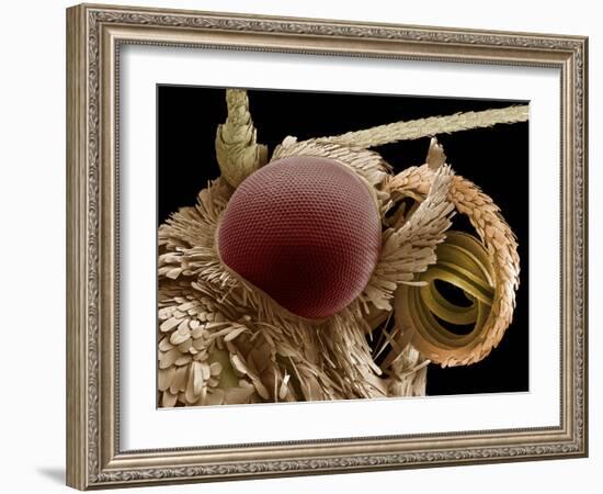 Moth Eye And Proboscis, SEM-Steve Gschmeissner-Framed Photographic Print