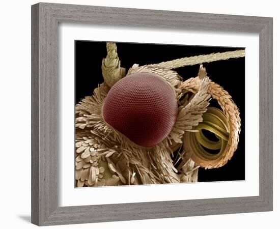 Moth Eye And Proboscis, SEM-Steve Gschmeissner-Framed Photographic Print