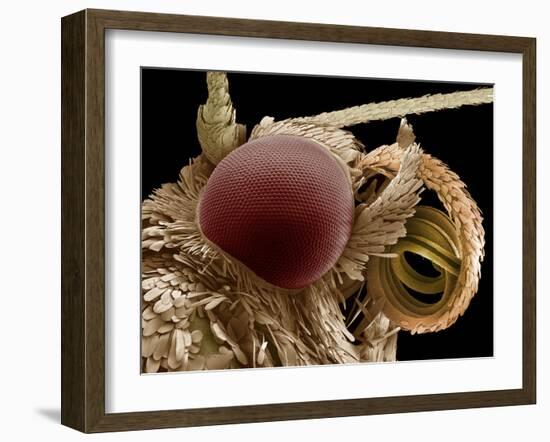 Moth Eye And Proboscis, SEM-Steve Gschmeissner-Framed Photographic Print