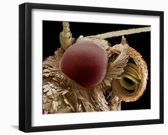 Moth Eye And Proboscis, SEM-Steve Gschmeissner-Framed Photographic Print