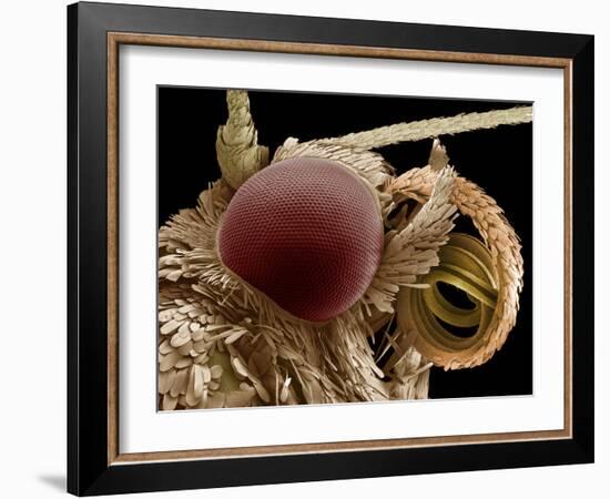 Moth Eye And Proboscis, SEM-Steve Gschmeissner-Framed Photographic Print