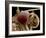 Moth Eye And Proboscis, SEM-Steve Gschmeissner-Framed Photographic Print