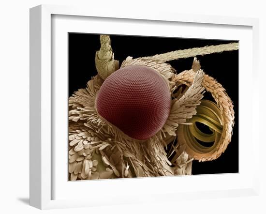 Moth Eye And Proboscis, SEM-Steve Gschmeissner-Framed Photographic Print