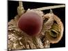 Moth Eye And Proboscis, SEM-Steve Gschmeissner-Mounted Photographic Print