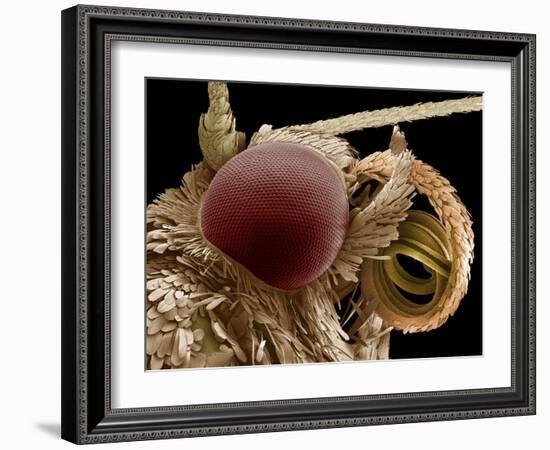 Moth Eye And Proboscis, SEM-Steve Gschmeissner-Framed Photographic Print