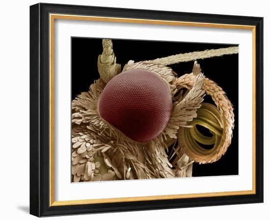 Moth Eye And Proboscis, SEM-Steve Gschmeissner-Framed Photographic Print