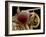 Moth Eye And Proboscis, SEM-Steve Gschmeissner-Framed Photographic Print