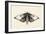 Moth I-Avery Tillmon-Framed Premium Giclee Print