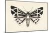 Moth III-Avery Tillmon-Mounted Art Print