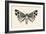 Moth III-Avery Tillmon-Framed Art Print