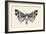 Moth III-Avery Tillmon-Framed Art Print