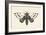 Moth IV-Avery Tillmon-Framed Art Print