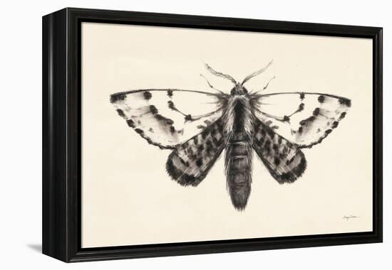 Moth IV-Avery Tillmon-Framed Stretched Canvas