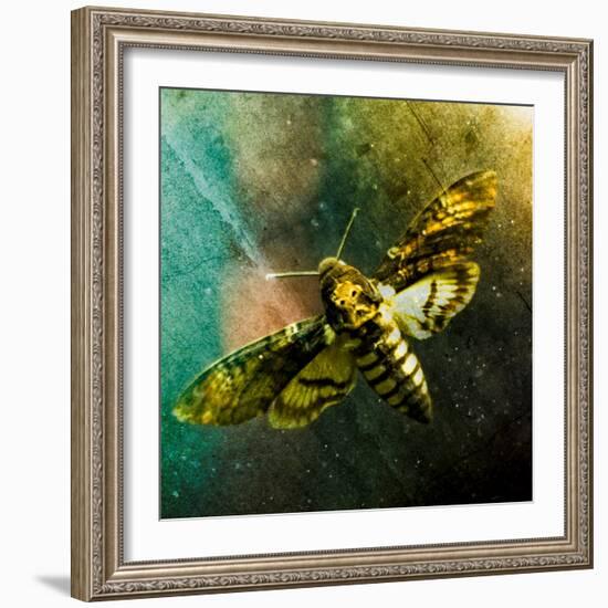 Moth Moments-Clive Nolan-Framed Photographic Print