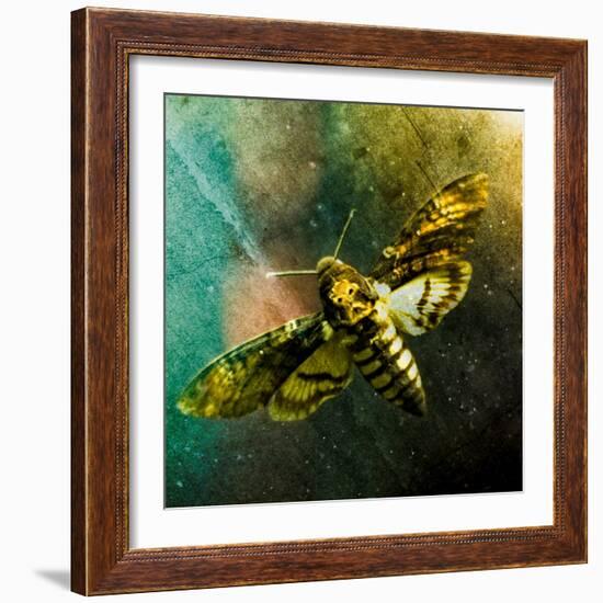 Moth Moments-Clive Nolan-Framed Photographic Print