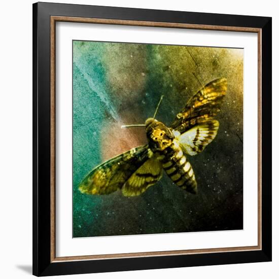 Moth Moments-Clive Nolan-Framed Photographic Print