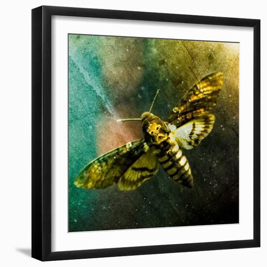 Moth Moments-Clive Nolan-Framed Photographic Print