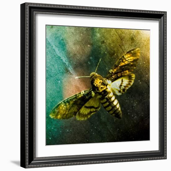 Moth Moments-Clive Nolan-Framed Photographic Print