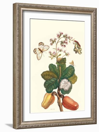 Moth on Cashew Apple-Maria Sibylla Merian-Framed Art Print