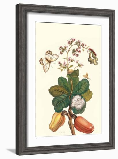 Moth on Cashew Apple-Maria Sibylla Merian-Framed Art Print