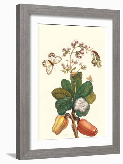 Moth on Cashew Apple-Maria Sibylla Merian-Framed Art Print