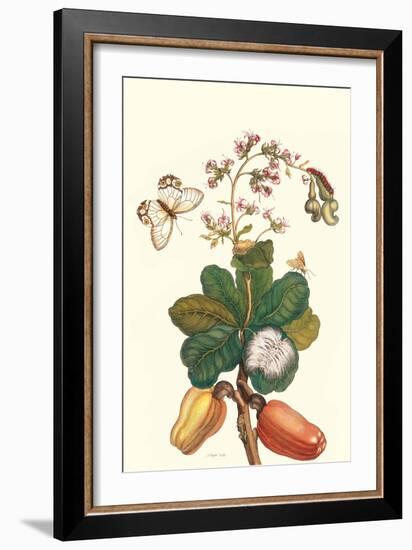 Moth on Cashew Apple-Maria Sibylla Merian-Framed Art Print