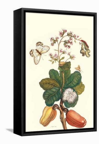 Moth on Cashew Apple-Maria Sibylla Merian-Framed Stretched Canvas