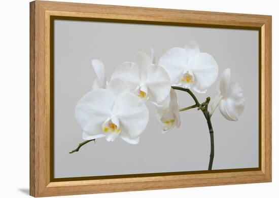 Moth Orchid (Phalaenopsis) Epiphyte-null-Framed Premier Image Canvas