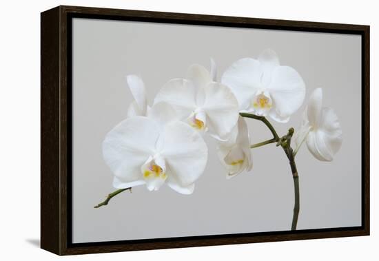 Moth Orchid (Phalaenopsis) Epiphyte-null-Framed Premier Image Canvas