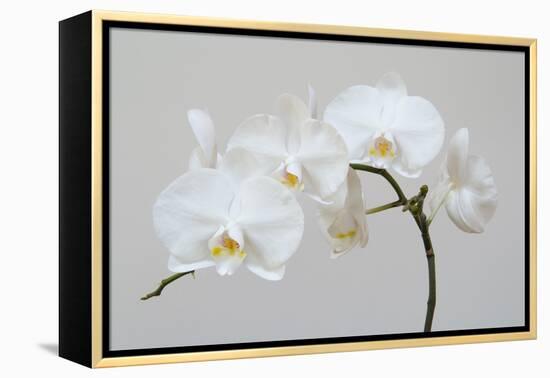 Moth Orchid (Phalaenopsis) Epiphyte-null-Framed Premier Image Canvas