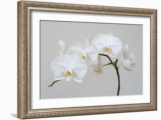 Moth Orchid (Phalaenopsis) Epiphyte-null-Framed Photographic Print