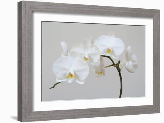 Moth Orchid (Phalaenopsis) Epiphyte-null-Framed Photographic Print