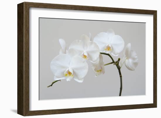 Moth Orchid (Phalaenopsis) Epiphyte-null-Framed Photographic Print