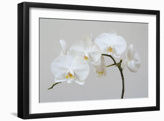 Moth Orchid (Phalaenopsis) Epiphyte-null-Framed Photographic Print