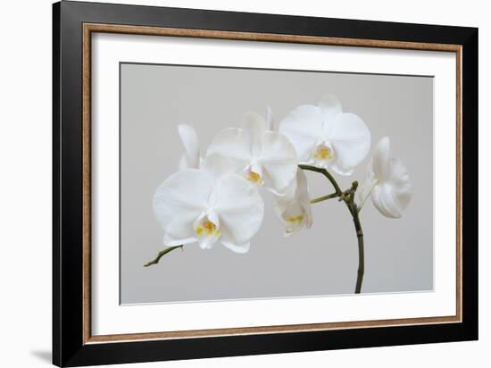 Moth Orchid (Phalaenopsis) Epiphyte-null-Framed Photographic Print