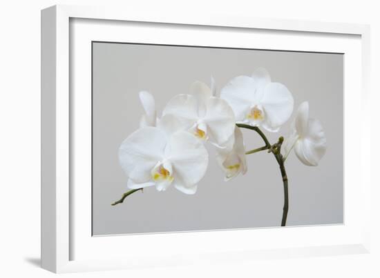 Moth Orchid (Phalaenopsis) Epiphyte-null-Framed Photographic Print