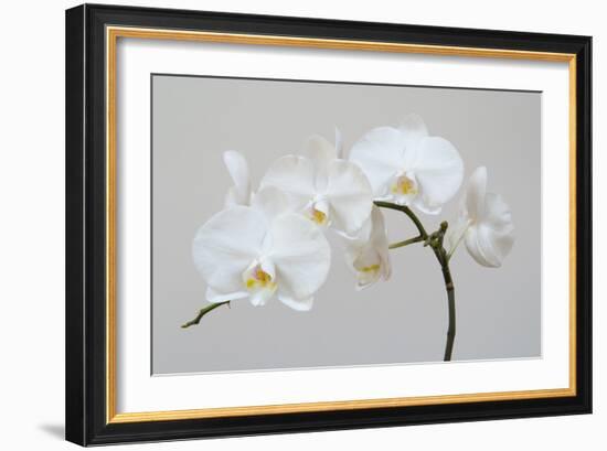 Moth Orchid (Phalaenopsis) Epiphyte-null-Framed Photographic Print